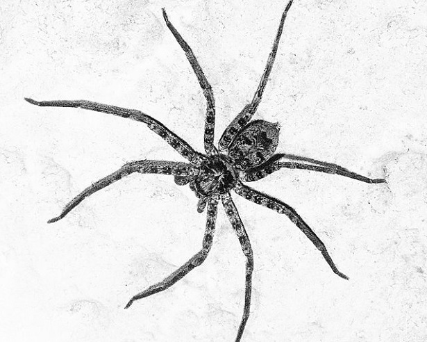 Spinne Australien (c) Anja Knorr