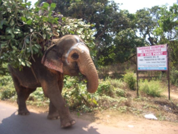 Indien Elefant (c) Anja Knorr
