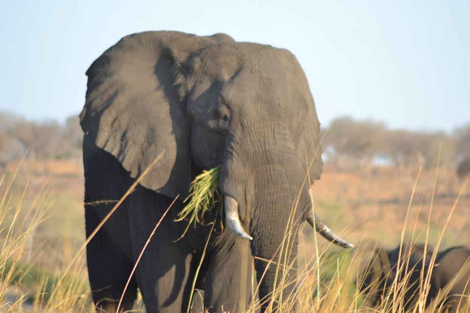 Kenia Elefant (c) Anja Knorr