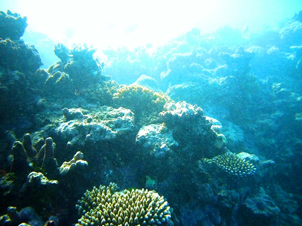 Korallenriff Australien (c) Anja Knorr