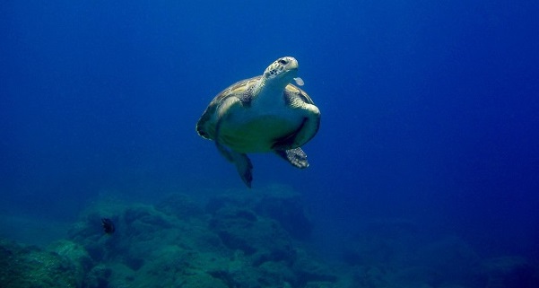 Schildkröte Tauchen (c) Flyover