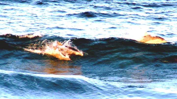 Delfine Meer Wellen c-Anja-Knorr