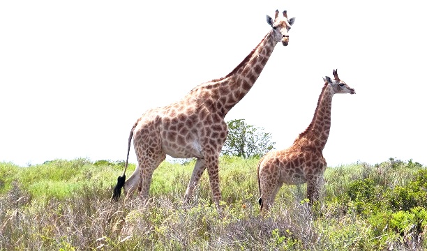 Giraffen Safari (c) Anja Knorr