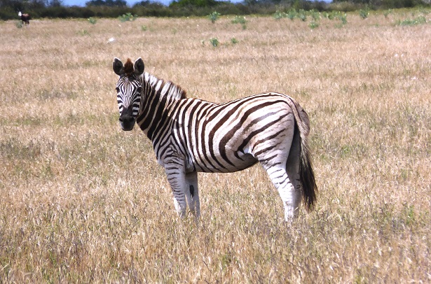 Zebra Safari Südafrika (c) Anja Knorr
