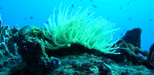 Korallen Martinique (c) Anja Knorr