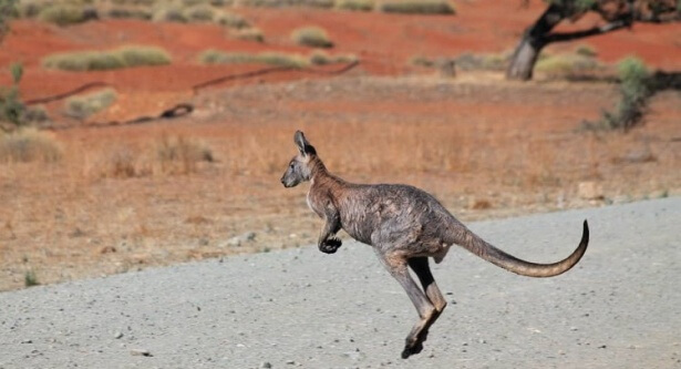 Meine Australien Tipps Erlebe das Jahr deines Lebens