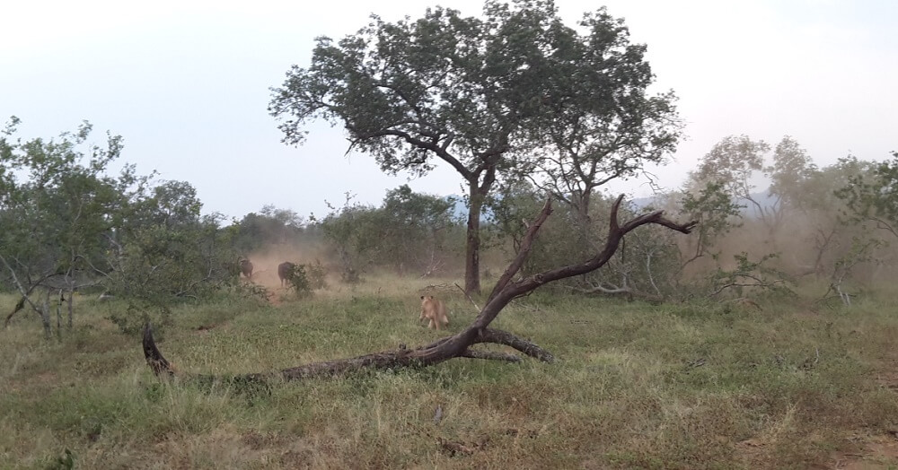 Safari Löwenjagd