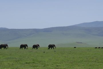 Ngorongoro Krater Tansania