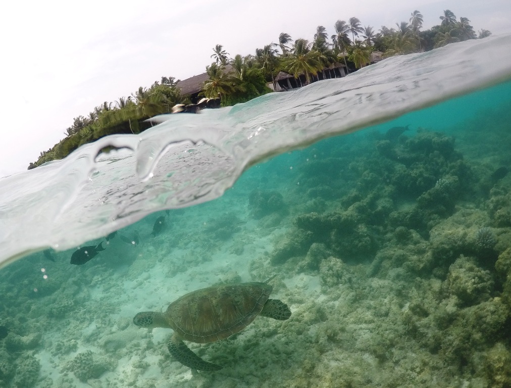 Malediven Meeresschlidkröte